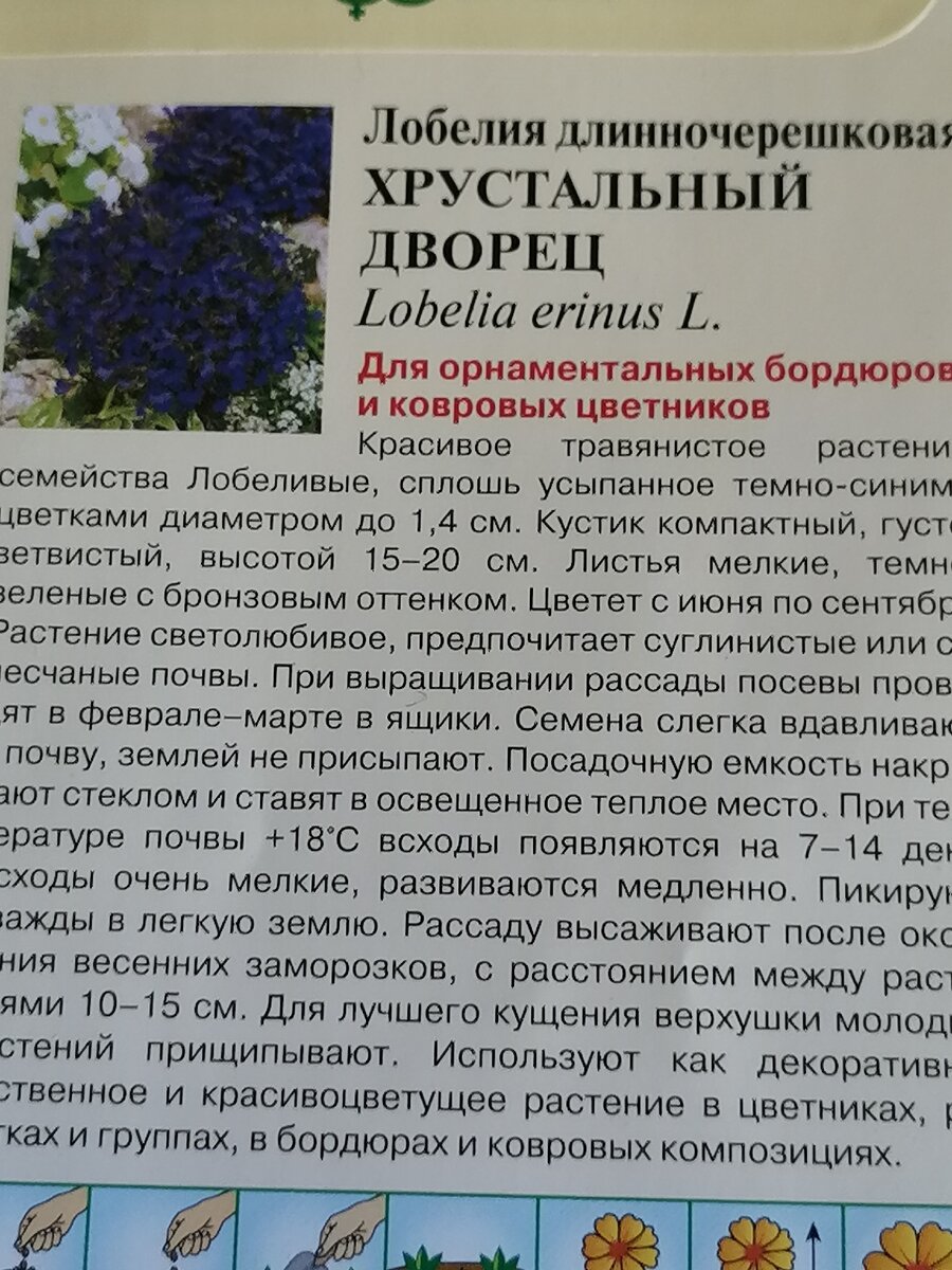 Лобелия, часть 2. Многолетний вариант – то, что доктор прописал, или  пустышка? | Чьи в саду шишки | Дзен