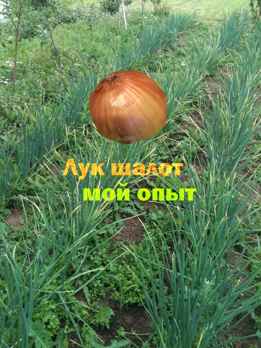 Лук шалот 