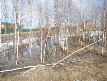 Наши берёзки