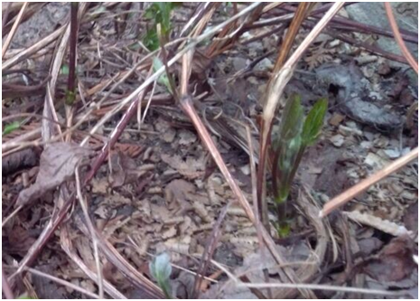 Клематисы после зимовки