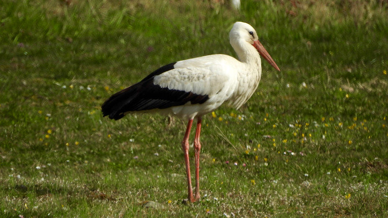 Japanese stork: изображения без лицензионных платежей