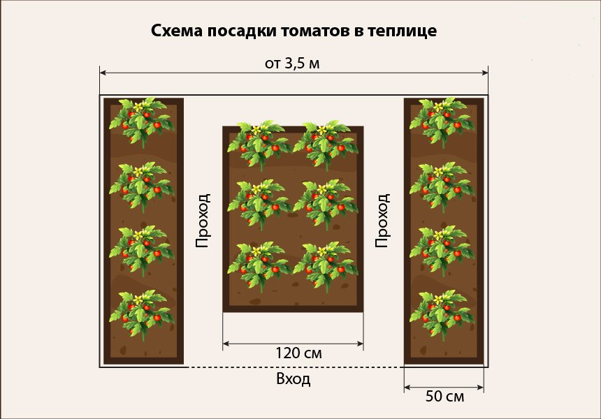 Схема высадки высокорослых томатов в теплице