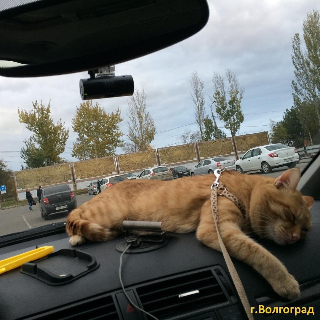 Кот Леопольд. Листайте карусель