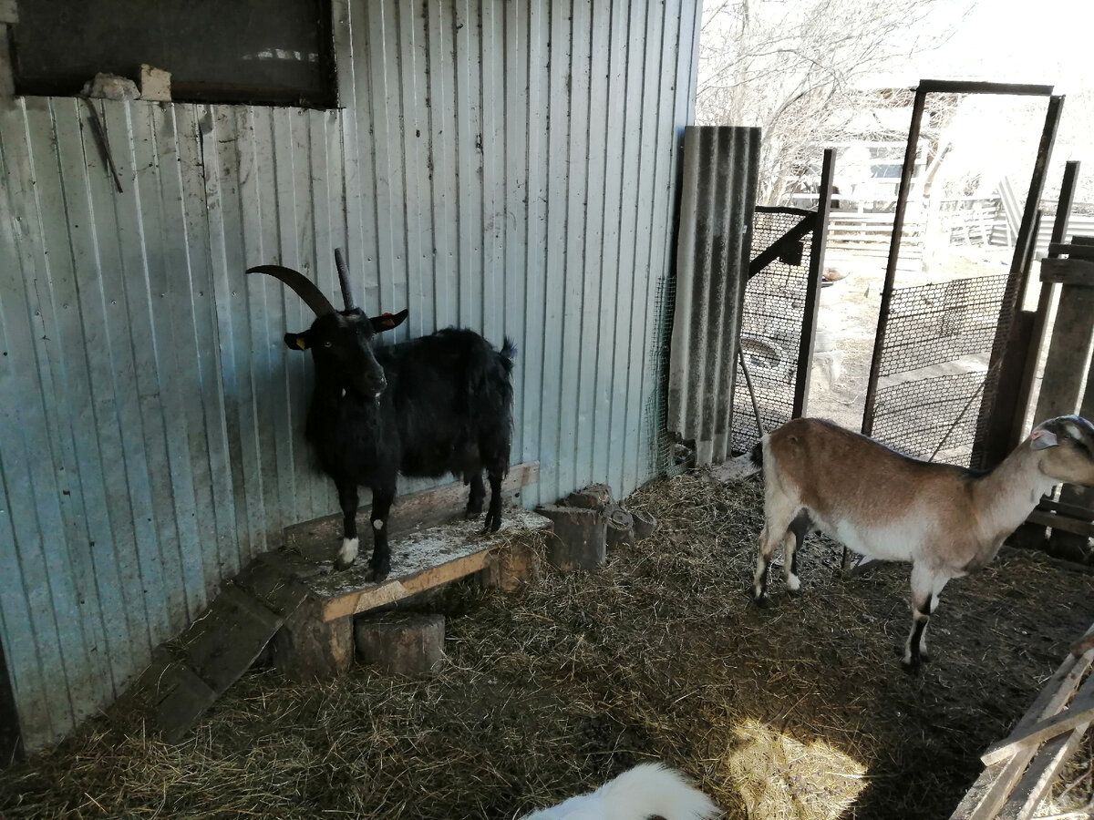 Зула на своем месте наблюдает за происходящем