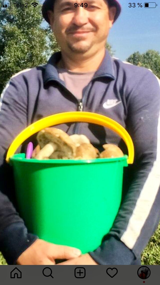 Подберёзовики.