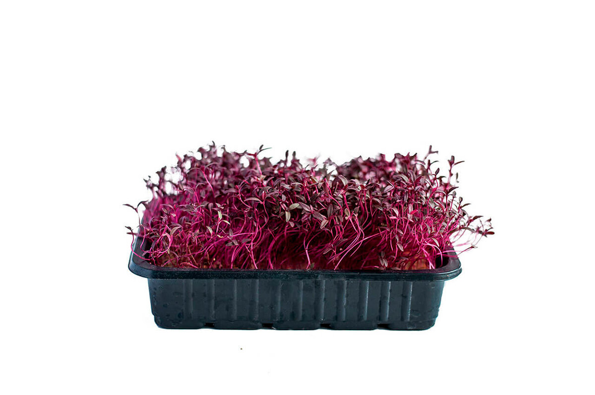 Фото микрозелени амаранта из открытых источников