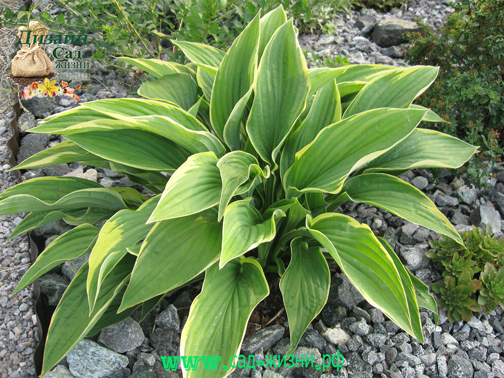 Пересадка и деление хосты