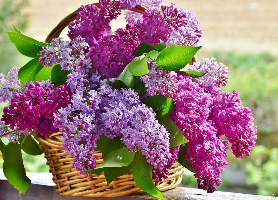 источник фото: pixabay.com