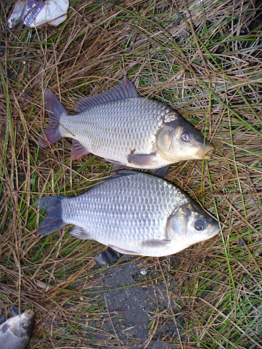 фото из свободного доступа