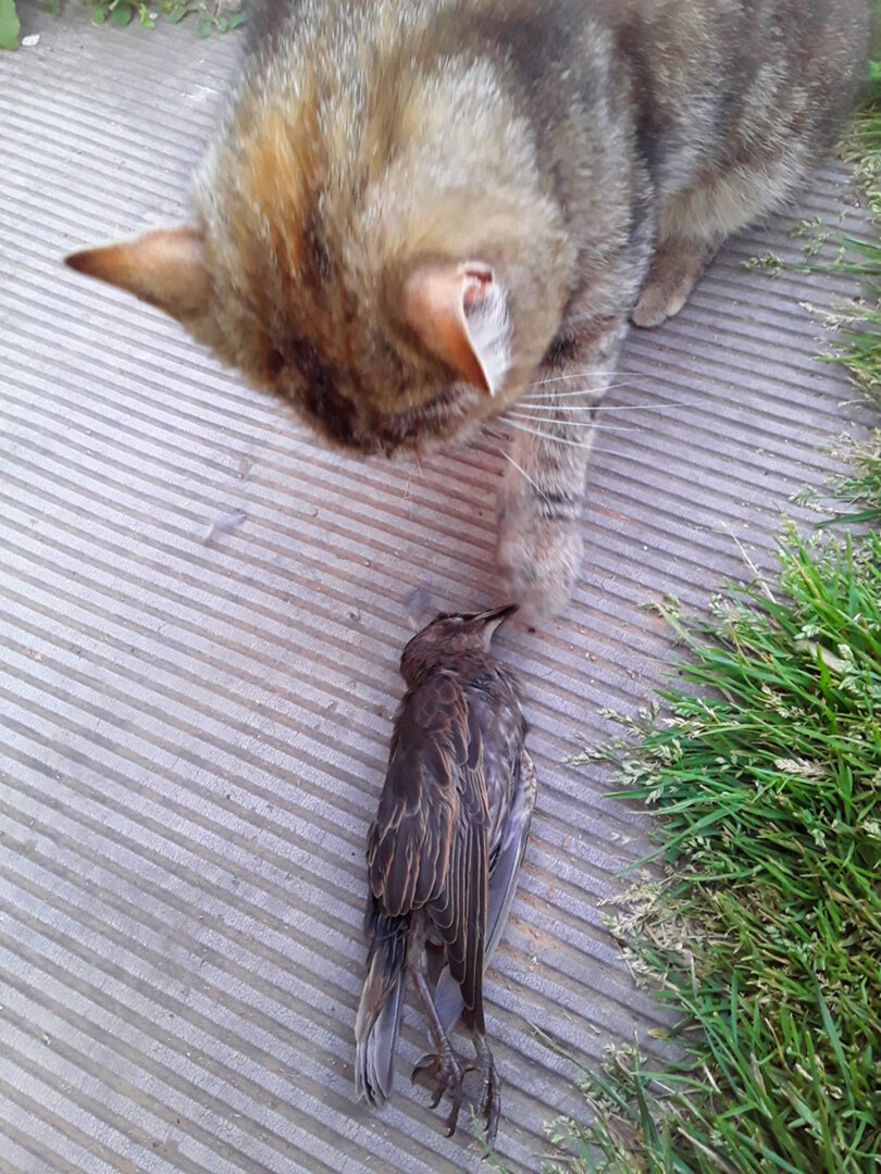 А вот и птичка. Мне ее было жалко, поэтому Муся была отругана.