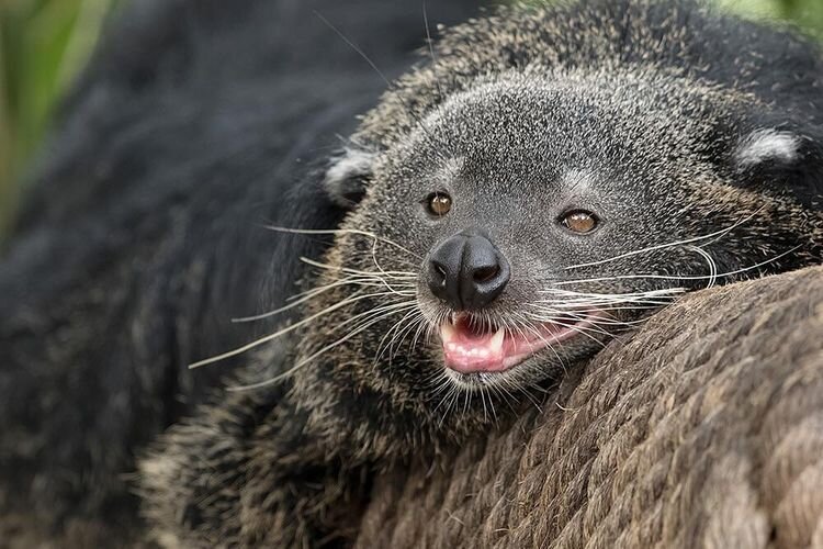 Источник: https://www.reddit.com/r/Awwducational/comments/myousq/as_binturongs_travel_they_rub_a_pungent_substance