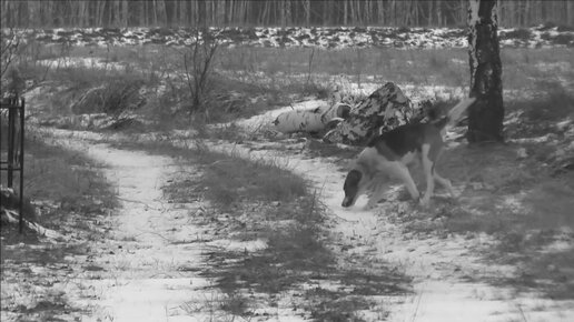 Видео: охота с собаками на куропаток и фазанов