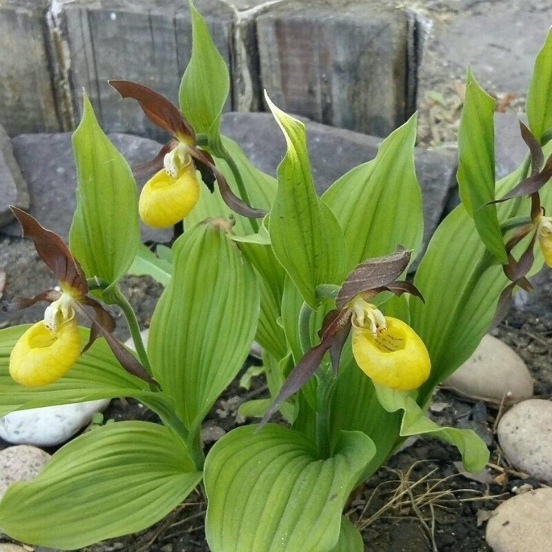 Фото  https://www.instagram.com/p/BUnoGMsBa_S/