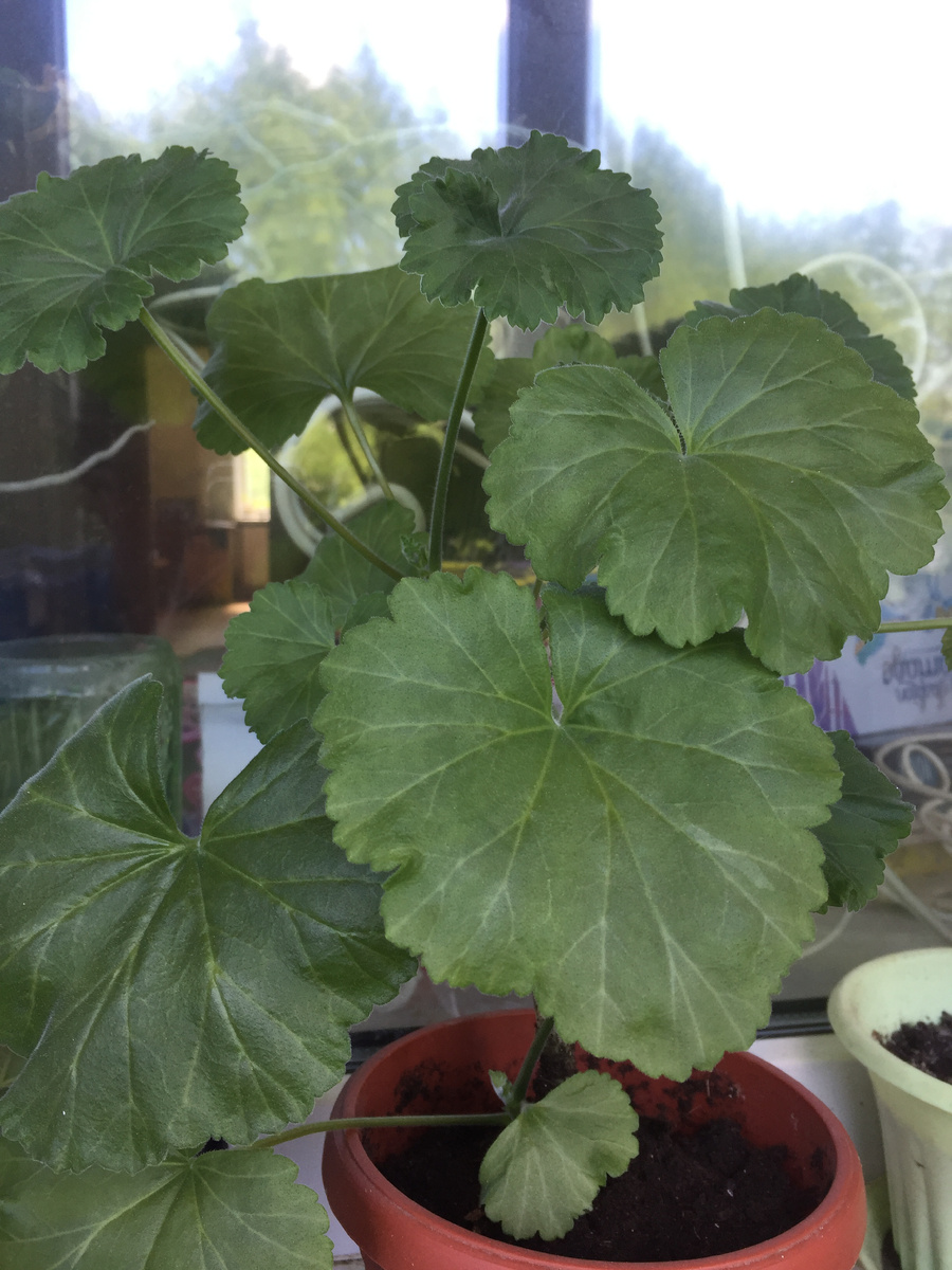 Здесь от основания, но и от стволика тоже