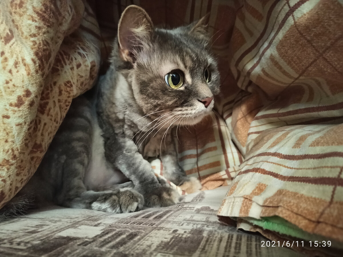 Маняха после стрижки под одеялом восстанавливает тепловой обмен