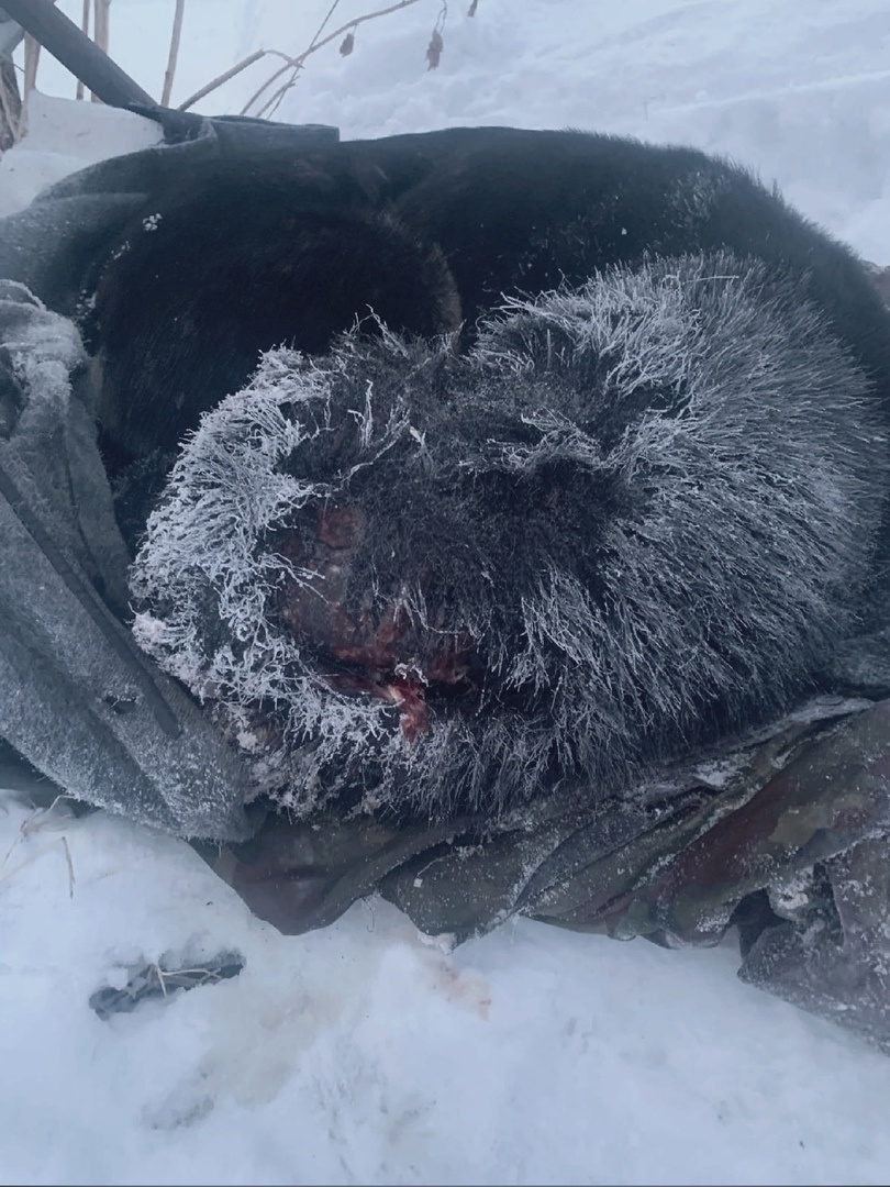 Рекса перетащили на подстилку и экстренно увезли в клинику