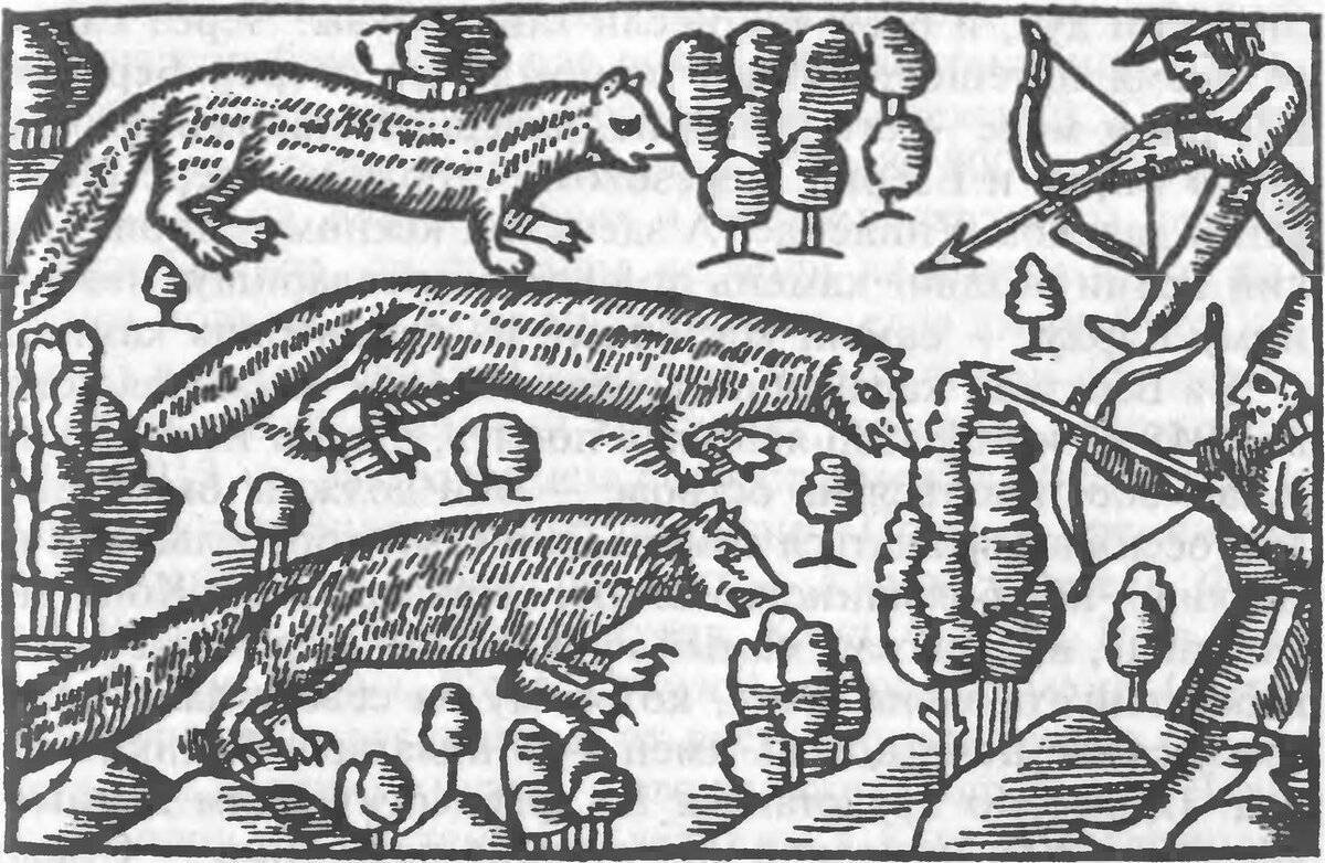Старинные изображения охоты на пушного зверя