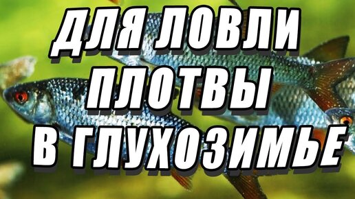 На что ловить плотву зимой? Наживки, насадки, приманки