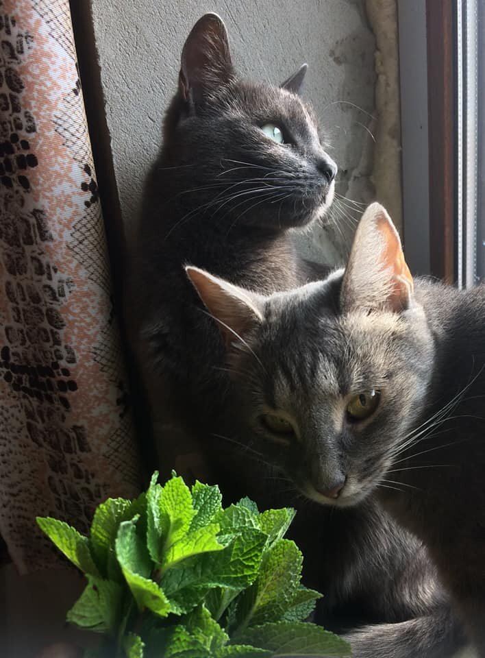 Лучше познакомить кошек правильно "с нуля", чем потом исправлять ошибки. 