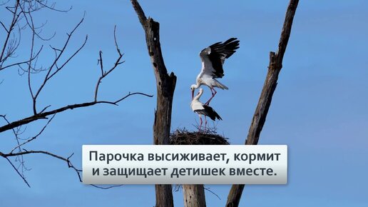 Белый аист: Спартанское воспитание в гнёздах | Видео 🎥