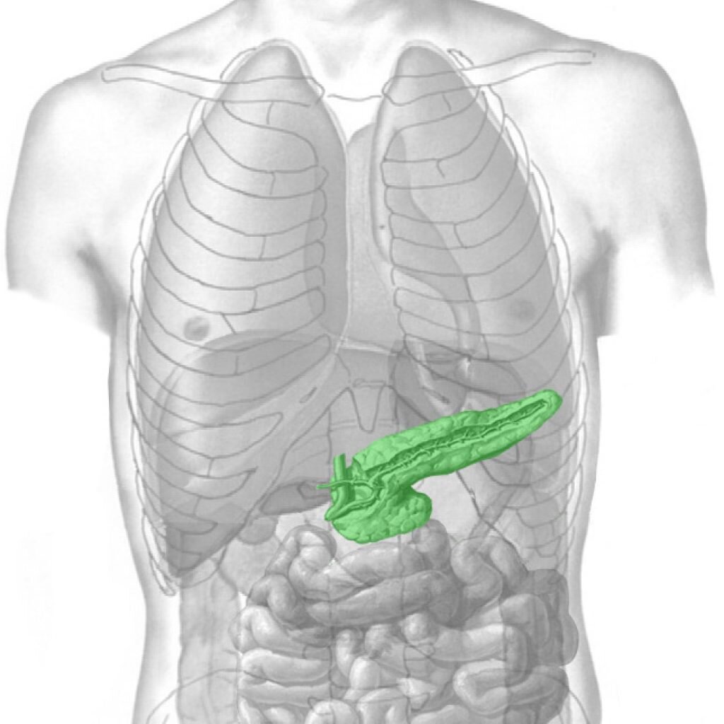Как выглядит поджелудочная железа у человека картинка фото