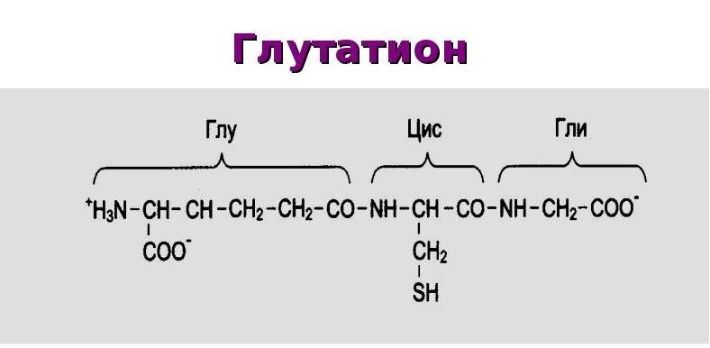 Строение молекулы глутатиона