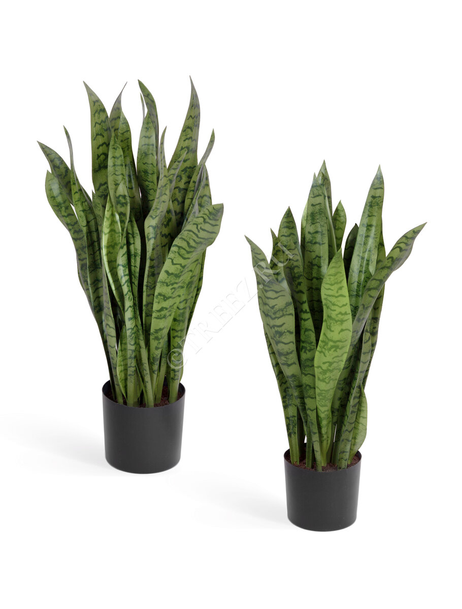 Искусственная сансевиерия Treez