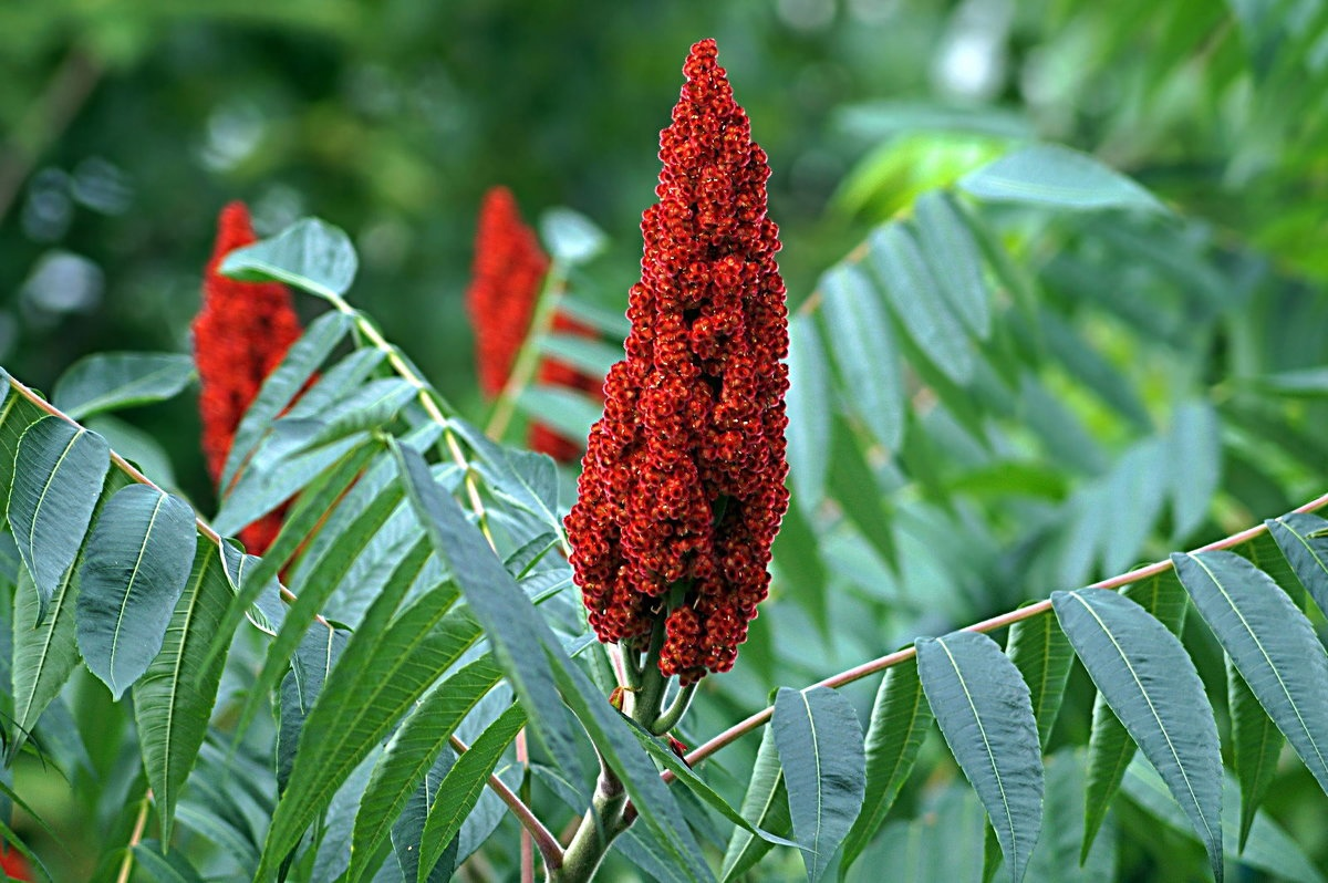 Сумах оленерогий уксусное дерево. Сумах дубильный (Rhus coriaria. Растение Сумах оленерогий. Сумах пушистый оленерогий.