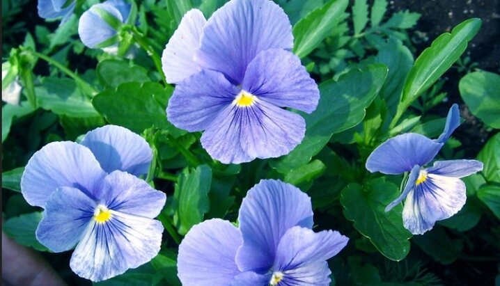 Особенности цветов и листьев фиалки махровой