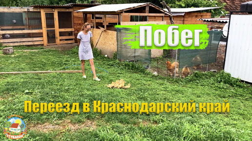 #229 Утята сбежали! Первые яйца от гергебильской курицы