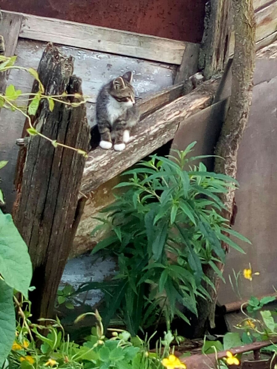 Носик сторожит 