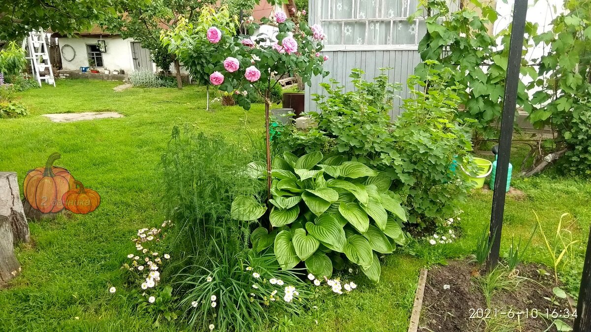 Эта небольшая клумба, во главе с кустом красной смородины, служит нам ширмой, отделяя огород от зоны отдыха.