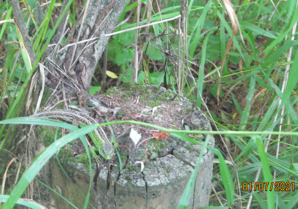 Ящерица. Кто найдет - тот молодец))) (листайте дальше). 