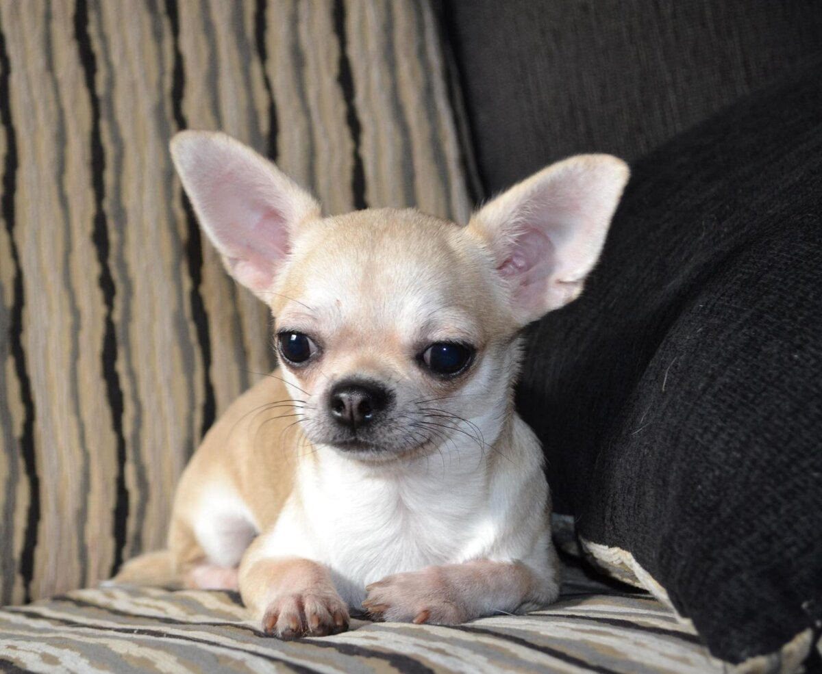 Фанечка наша❤