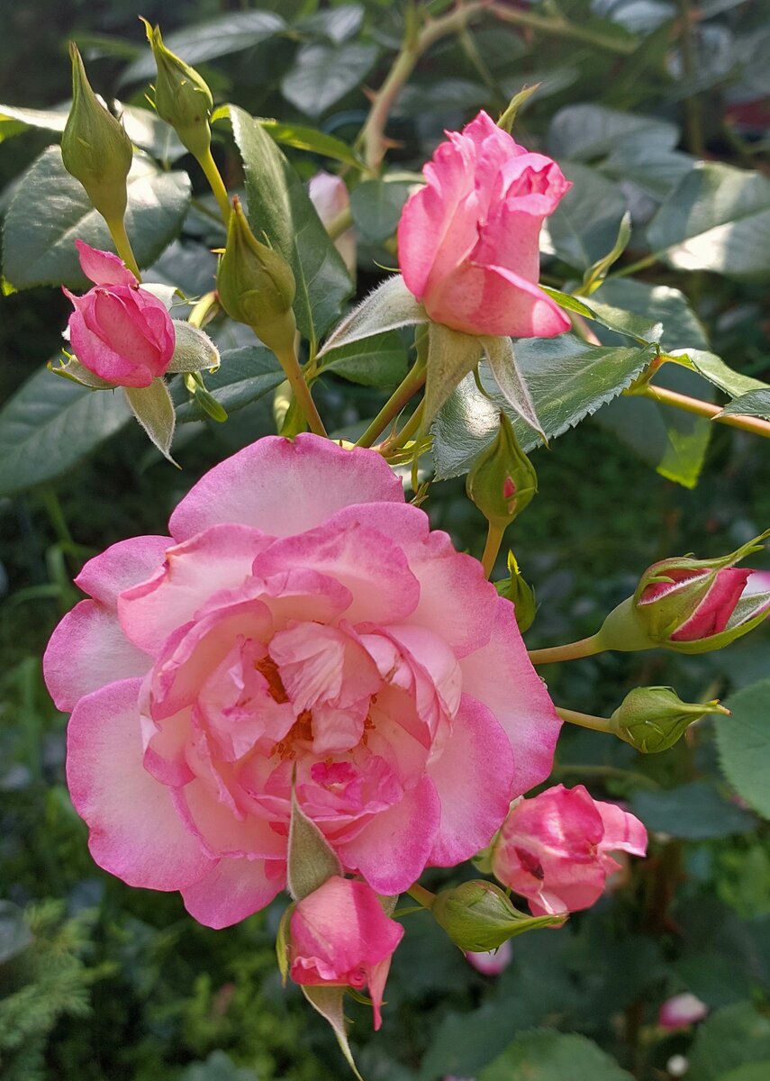 Арлекин. Шраб. (Урожденная плетистая, клаймбер)