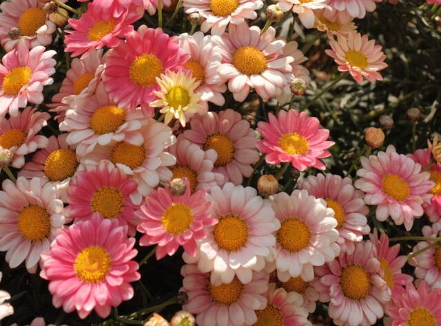 С цветами можно и переборщить. С цветистым переводом – не стоит.