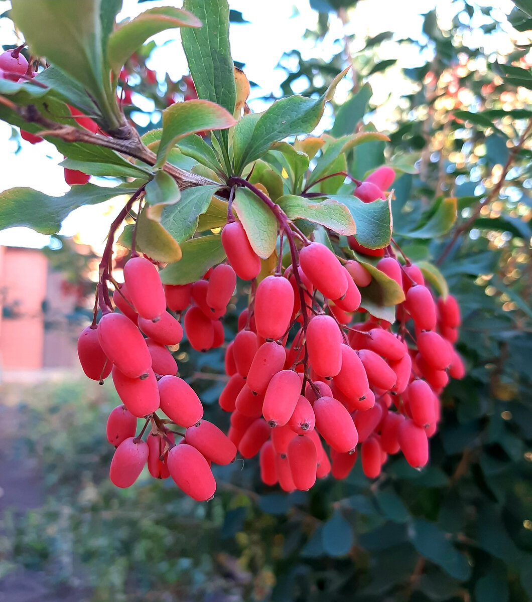 Это мой барбарис. Красавчик!