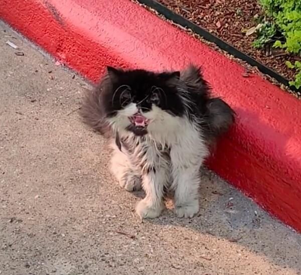 Кот. Источник фото: https://amigopet.org/2022/09/30/gato-que-procura-atencao-fora-de-um-hotel-esta-pronto-para-deixar-o-ar-livre-de-uma-vez-por-todas/