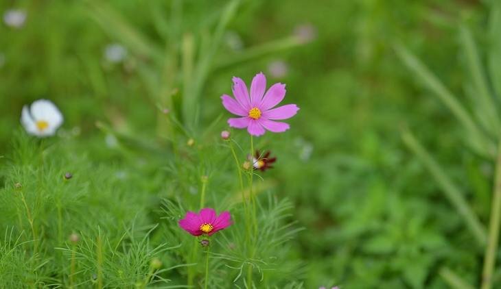    Космея и почему ее стоит посадить на майские праздники