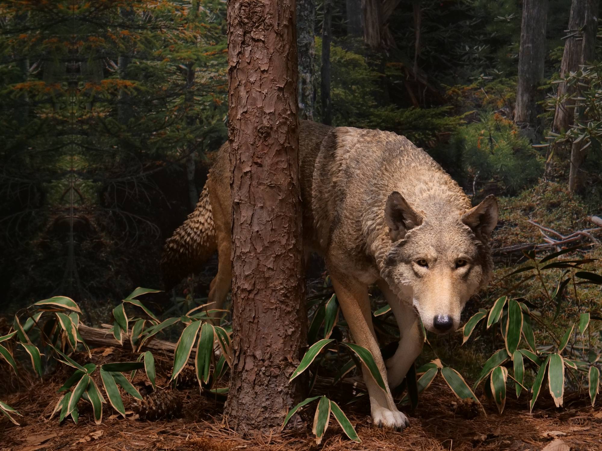 К слову, японский подвид волка тоже не такой простой, каким кажется. Но о нём мы поговорим как-нибудь в следующий раз. 