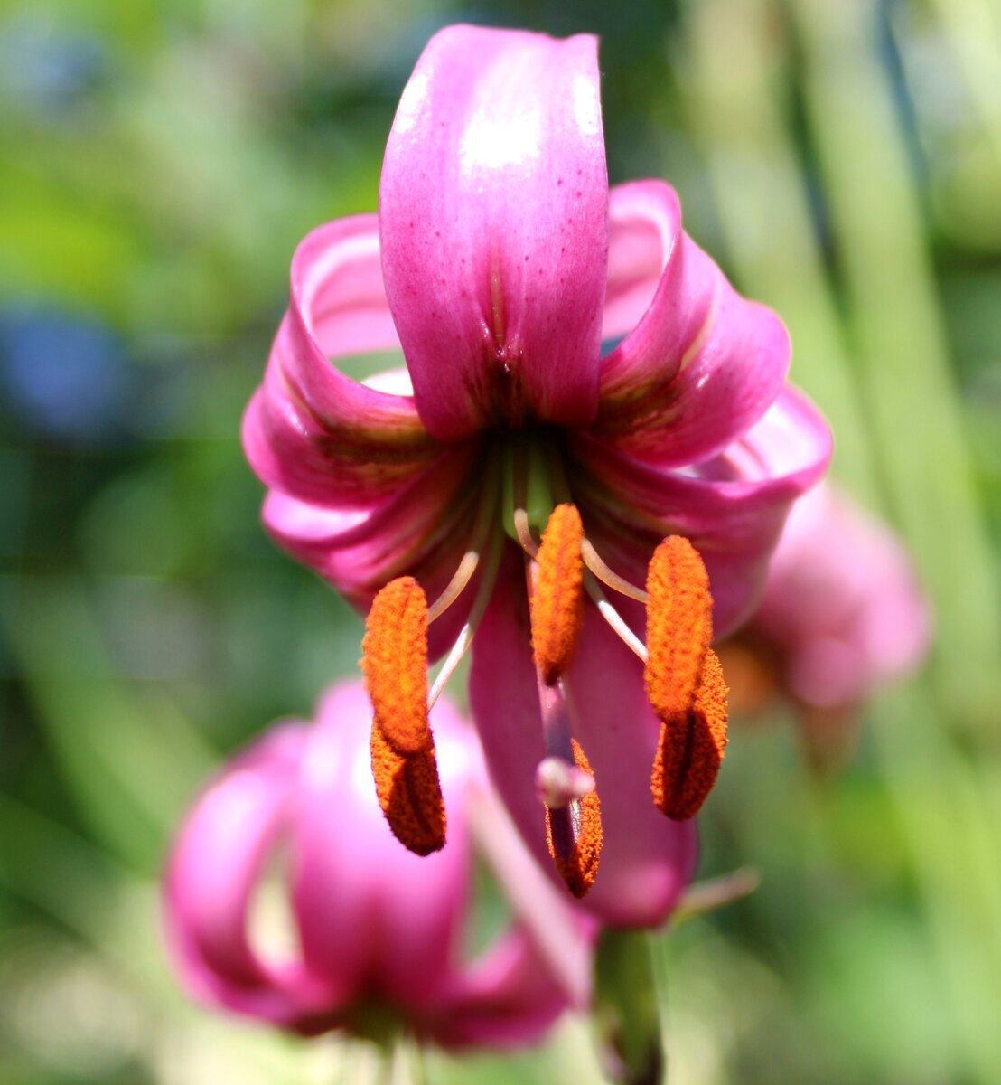 Lilium martagon — Лилия саранка