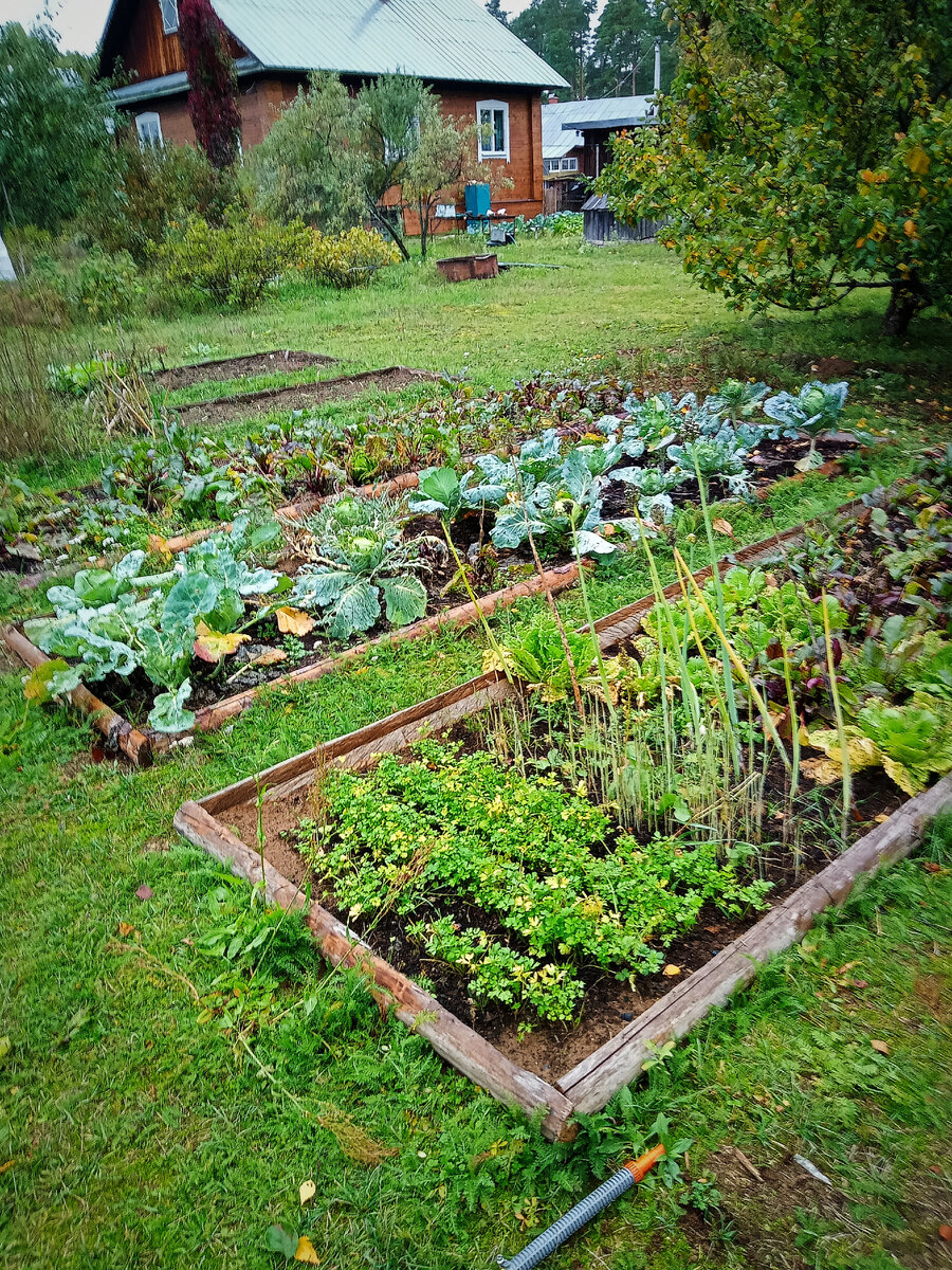 Почва у нас такая бедная и кислая, что надо сначала очень расставаться, чтобы что-то выросло. У меня пока получается "не очень". Нужны удобрения