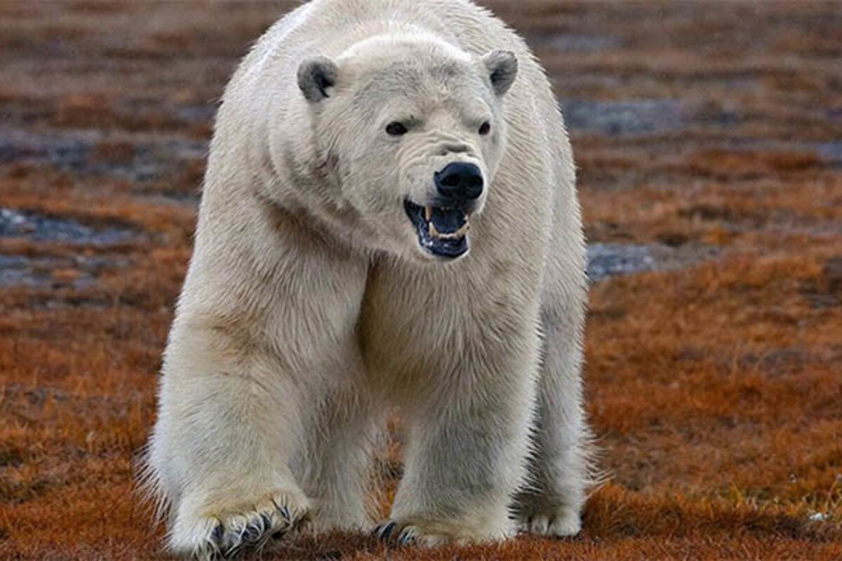 Медведь крупное млекопитающее. Остров Врангеля белые медведи. Полярный медведь ошкуй. Белый медведь ошкуй. Урсус белый медведь.