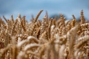    Фото: pixabay.com Ирина Амелина