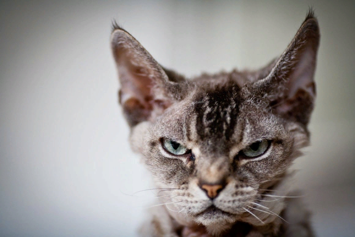 😾Страшнее кошки зверя нет: что делать с агрессивным питомцем | Нос, хвост,  лапы | Дзен