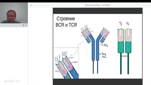 Download Video: Вахитова М.Т. - Машинное обучение в иммунологии и медицине - 7. Генерация разнообразия TCR, BCR