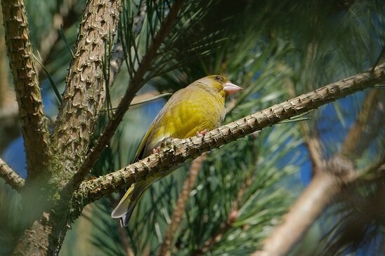 Изображение из открытого источника. Pixabay