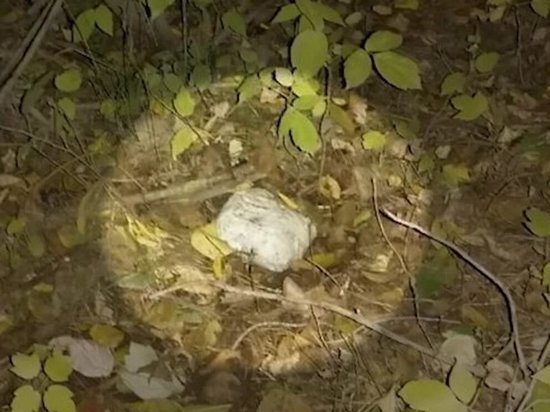     ФОТО: ГУ МВД РОССИИ ПО КРАСНОЯРСКОМУ КРАЮ