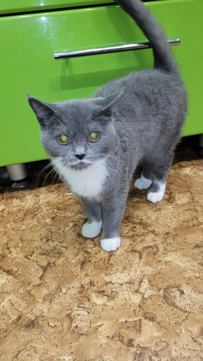 Как думаете, такая испугается огурца :) ? P.S. Ответ в конце статьи