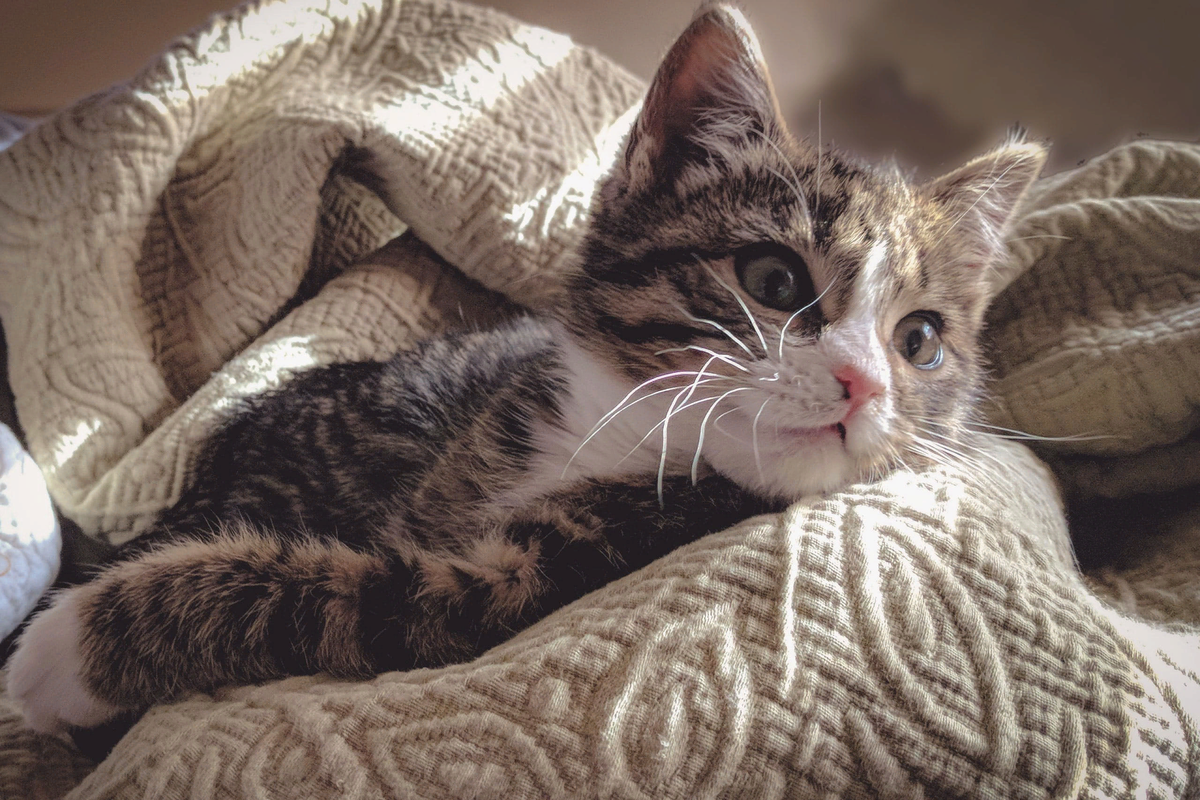 🐱В каком возрасте ставить первую прививку котенку | Нос, хвост, лапы | Дзен